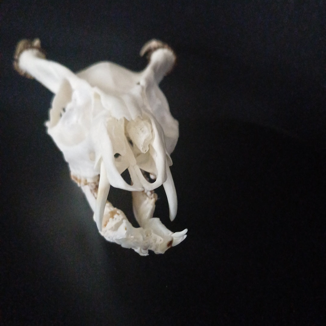Reeves Muntjac deer skull with bottom jaw (dental pathology)