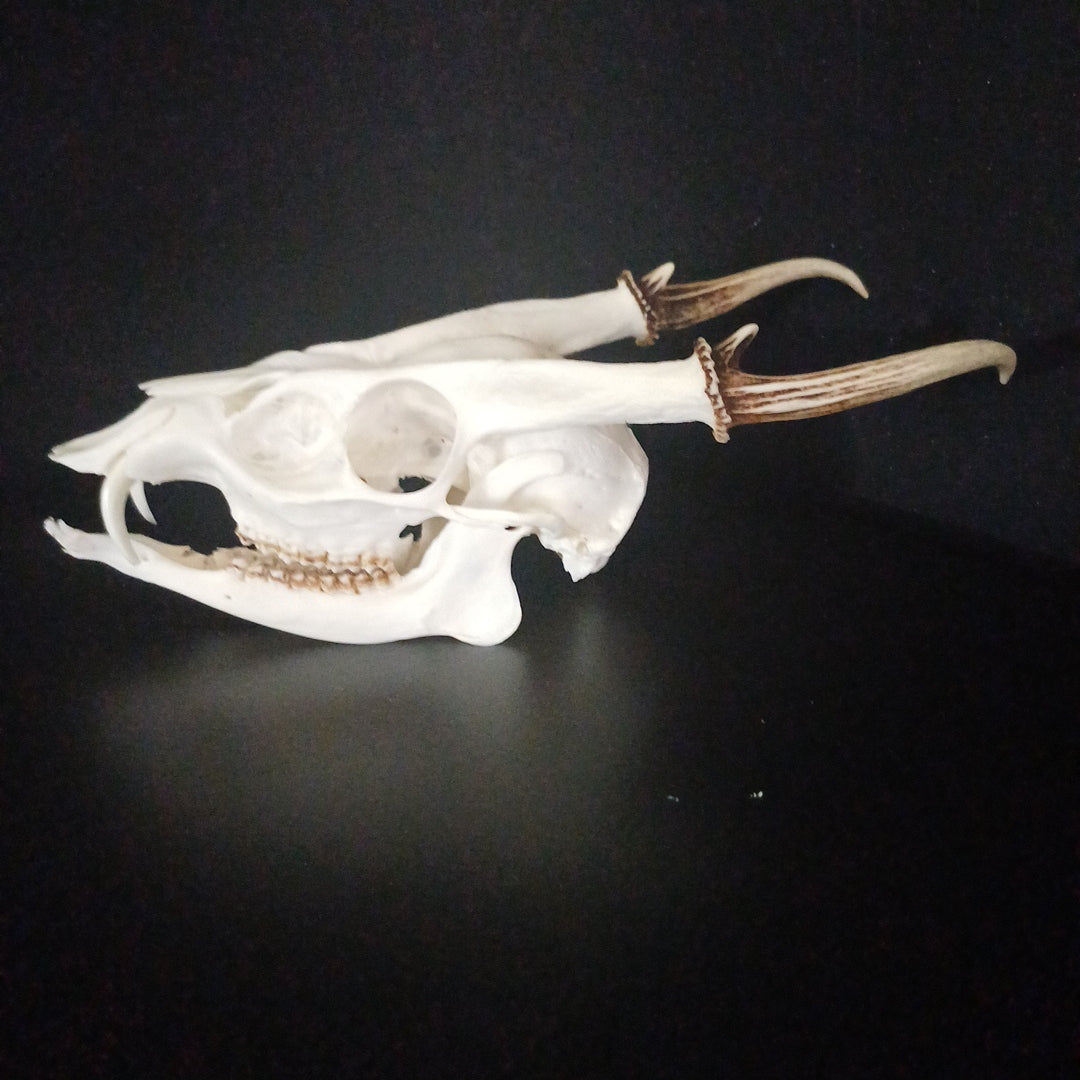 Reeves Muntjac deer skull with bottom jaw (dental pathology)