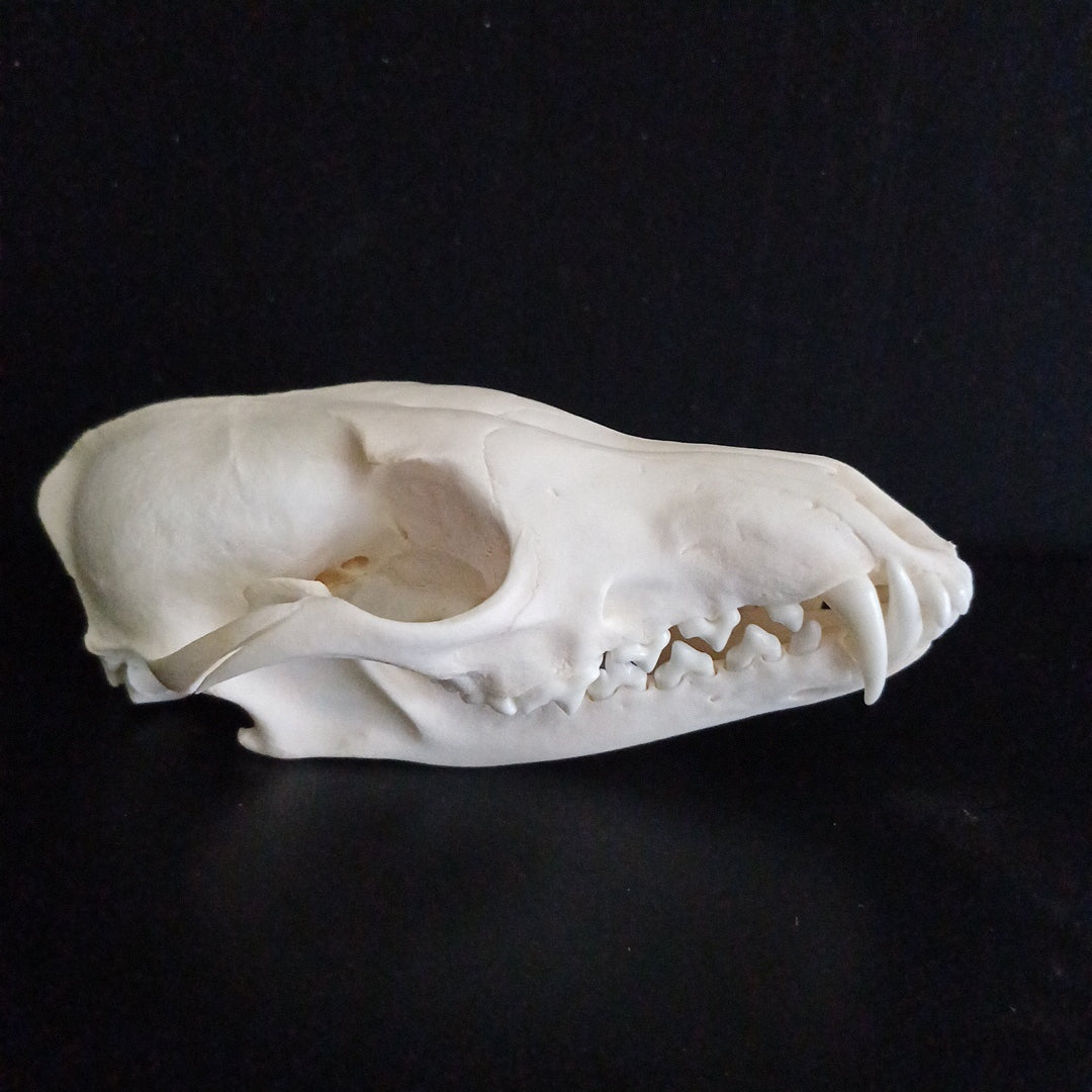 English Red Fox Skull