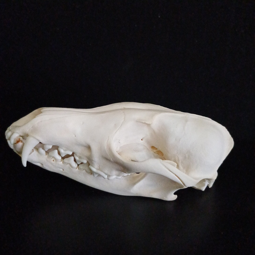 English Red Fox Skull