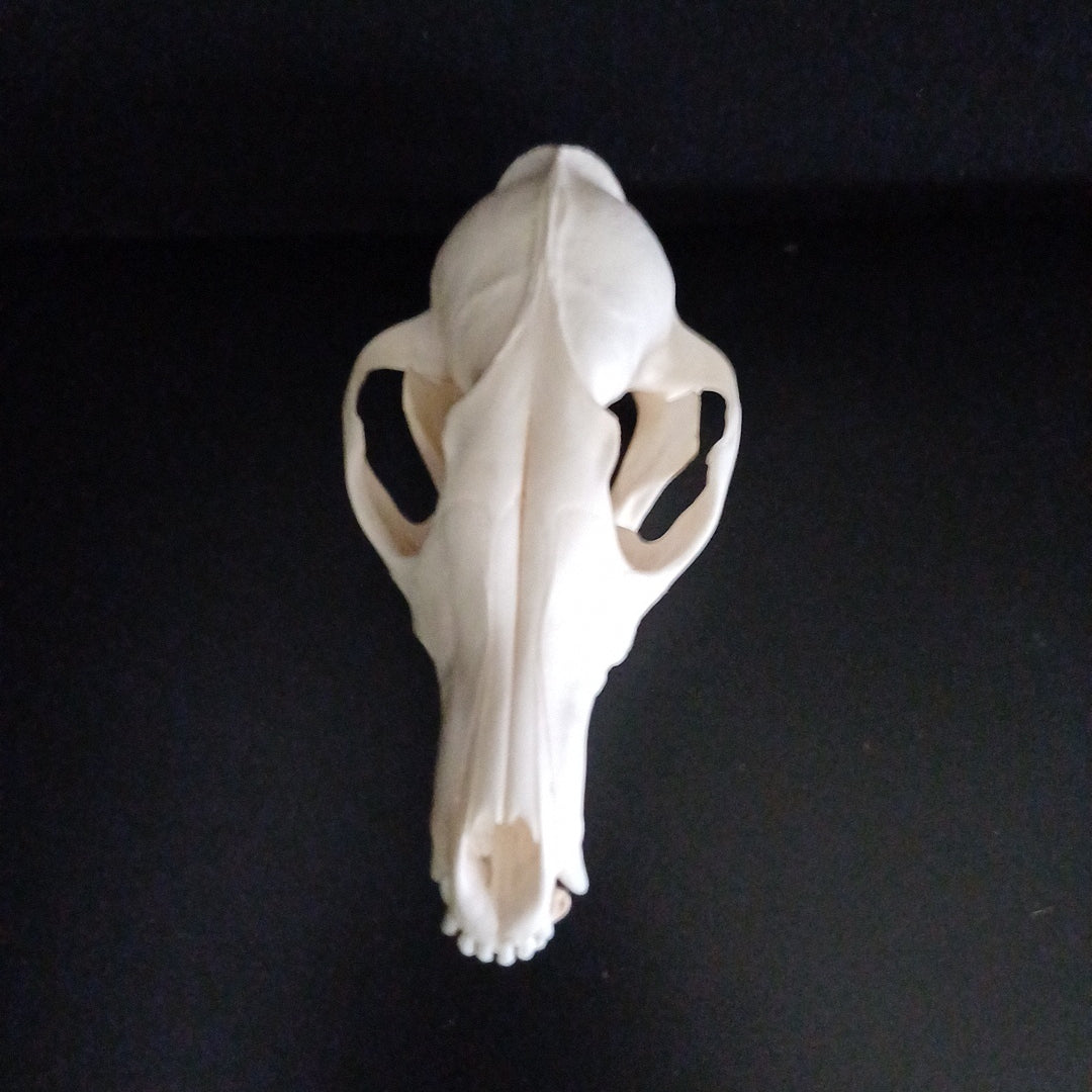 English Red Fox Skull