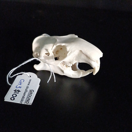 Groundhog Skull