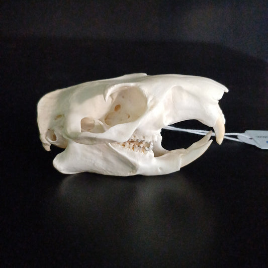 Groundhog Skull