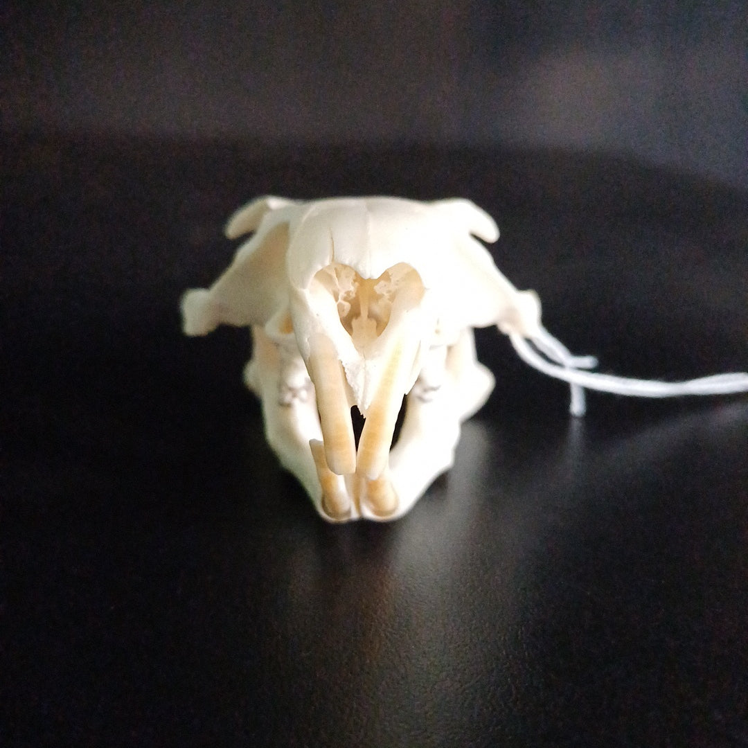 Groundhog Skull