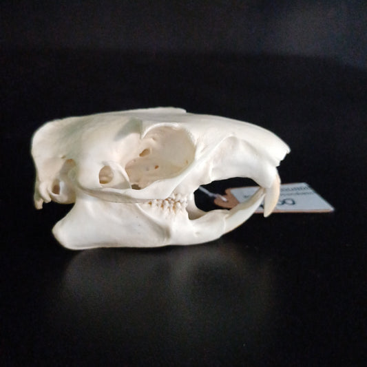 Groundhog Skull