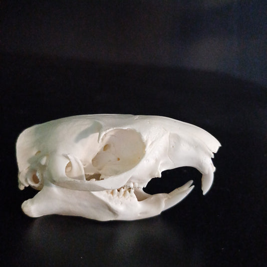 Groundhog Skull