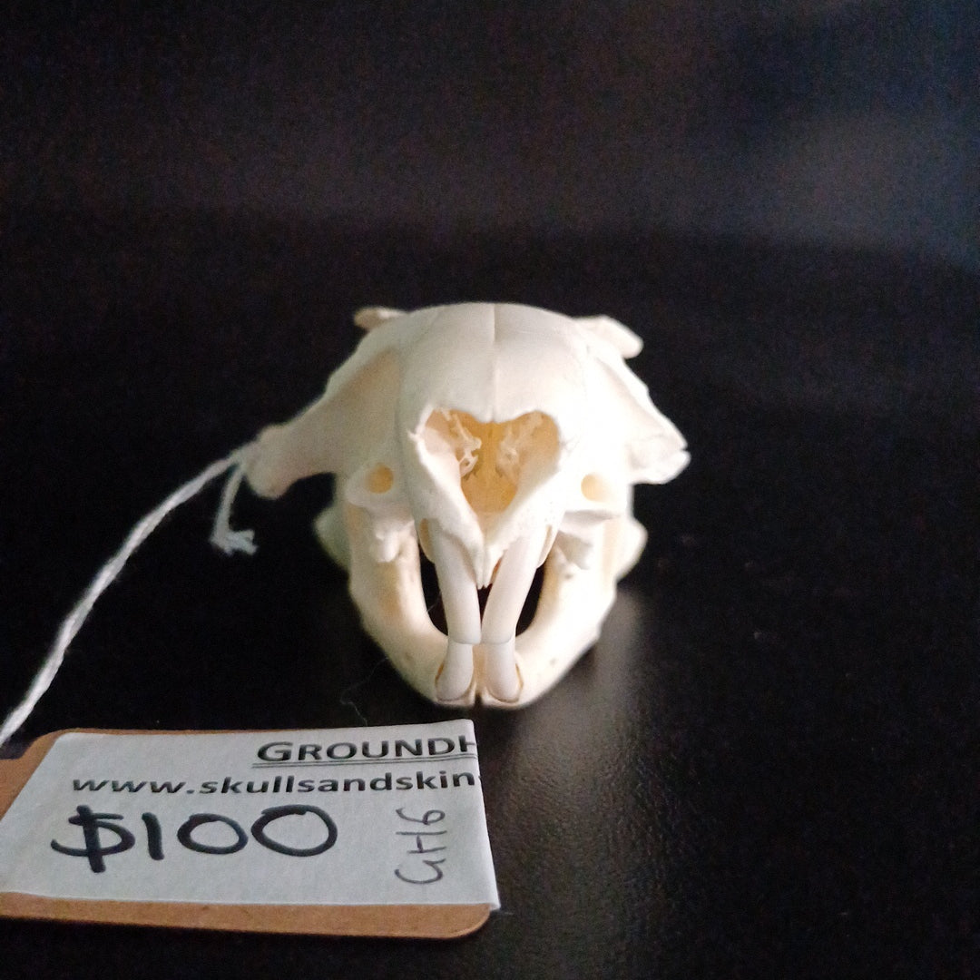 Groundhog Skull