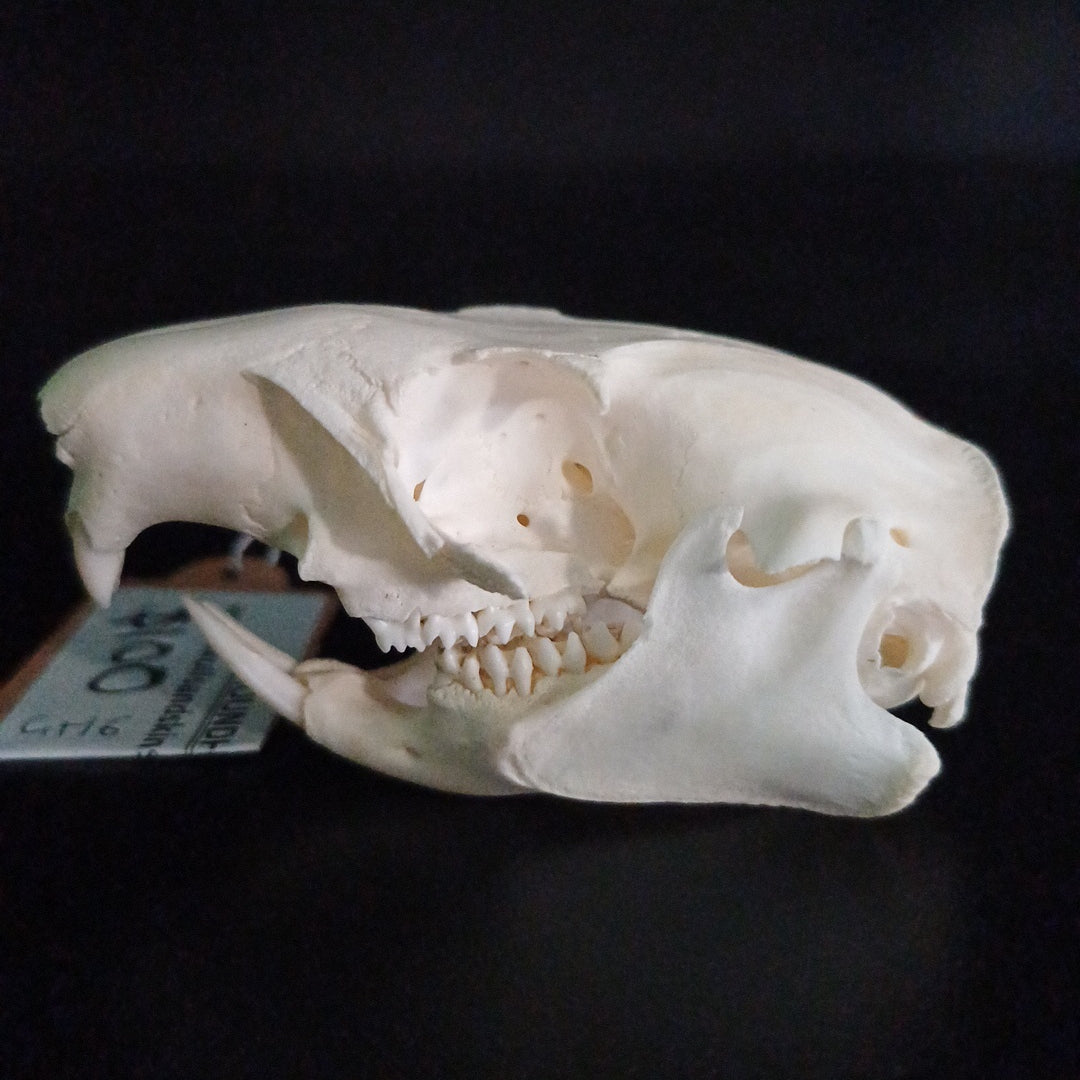 Groundhog Skull