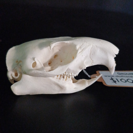 Groundhog Skull