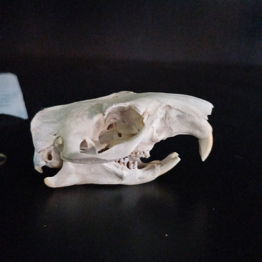 Groundhog Skull