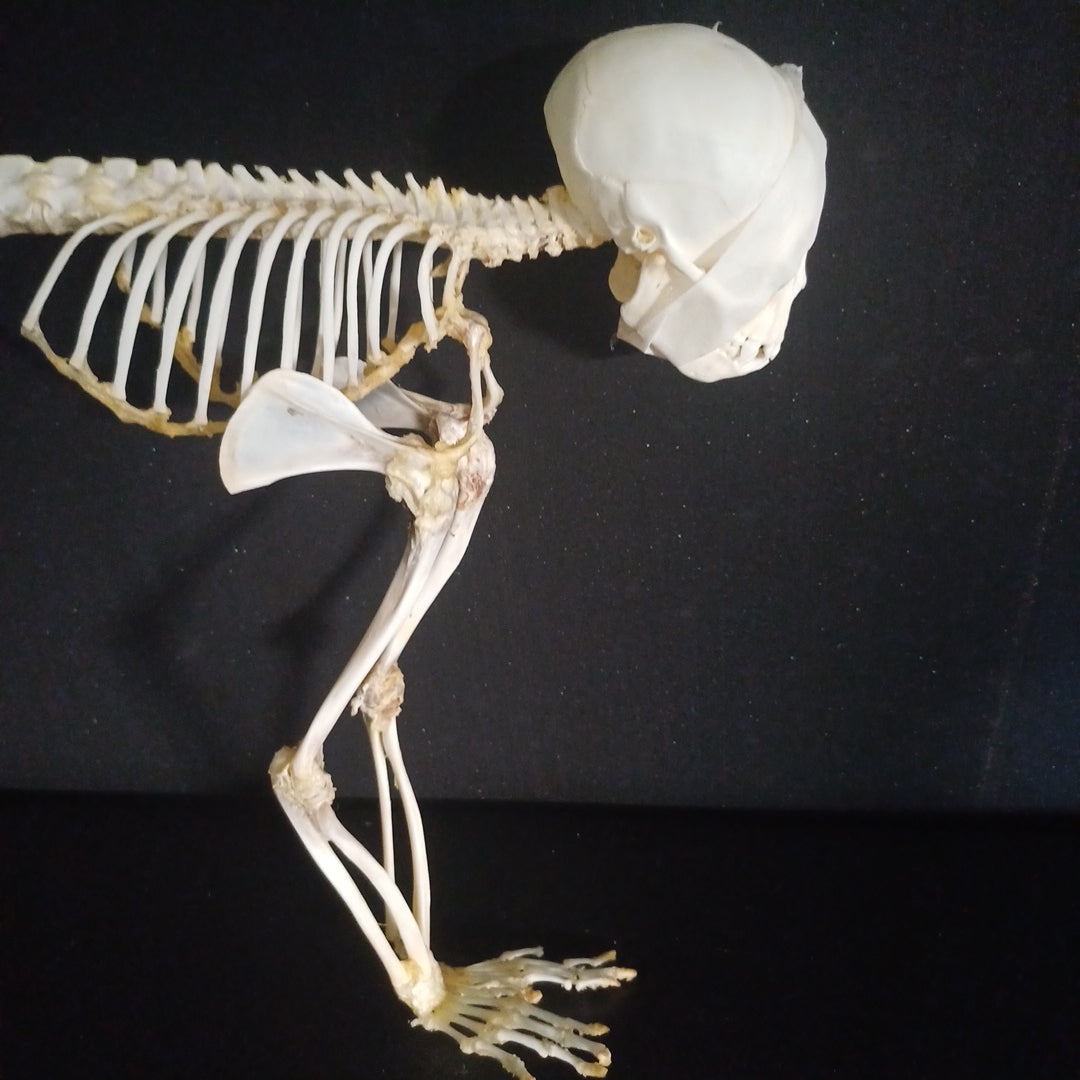 Articulated vervet monkey full skeleton (CITES)