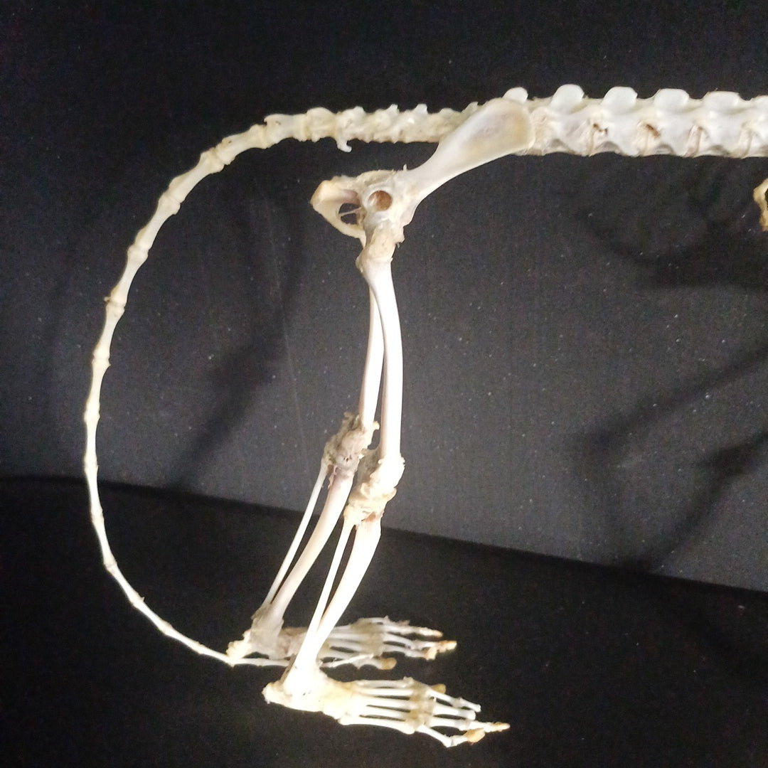 Articulated vervet monkey full skeleton (CITES)
