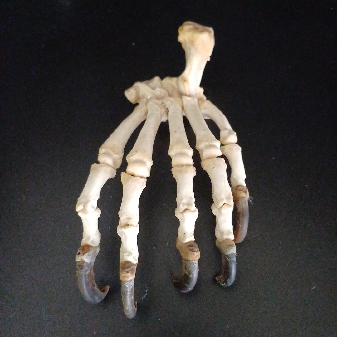 Black Bear articulated paw (CITES)