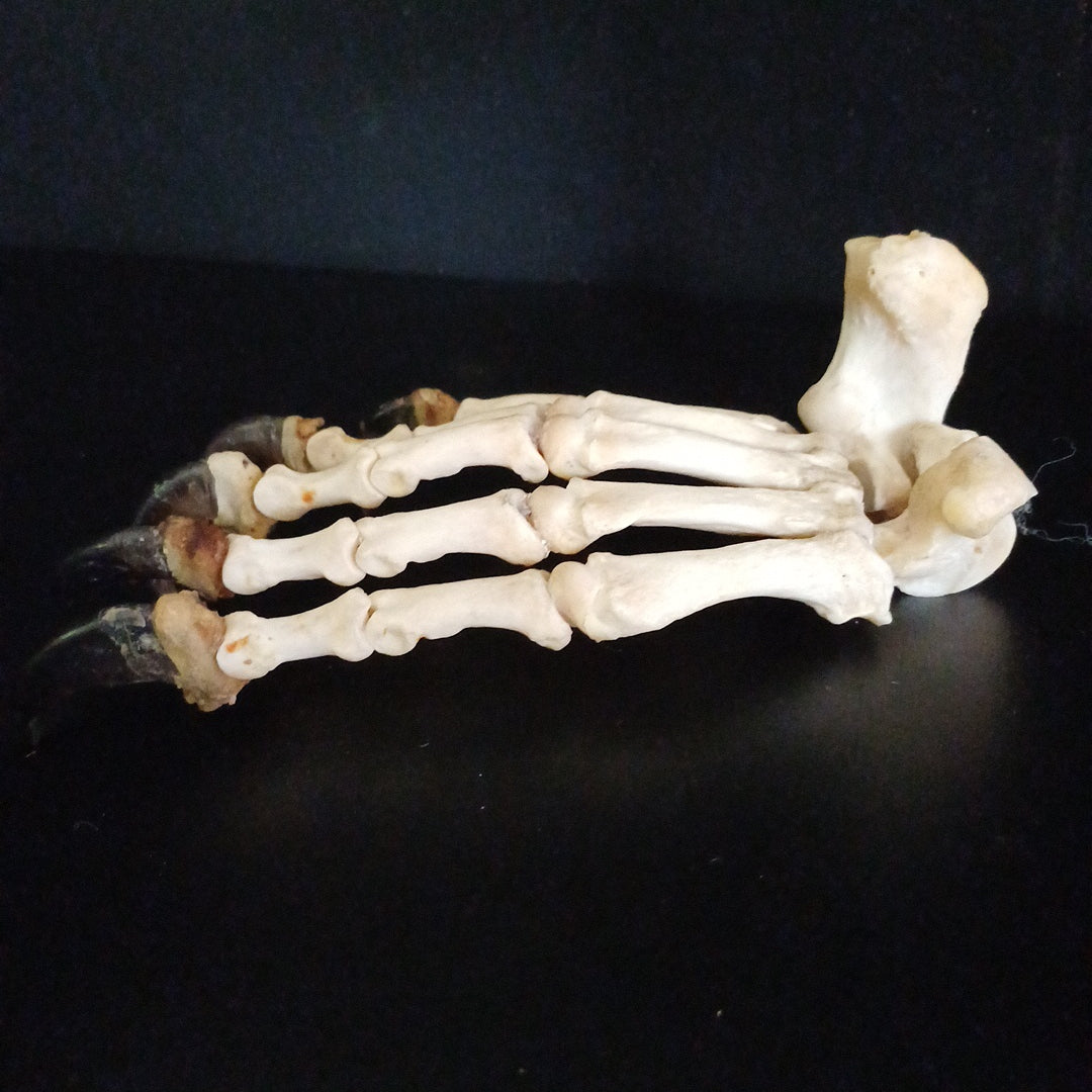 Black Bear articulated paw (CITES)