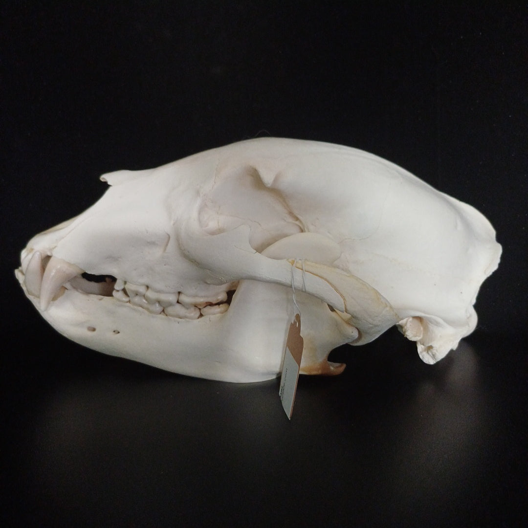 XL Black Bear skull