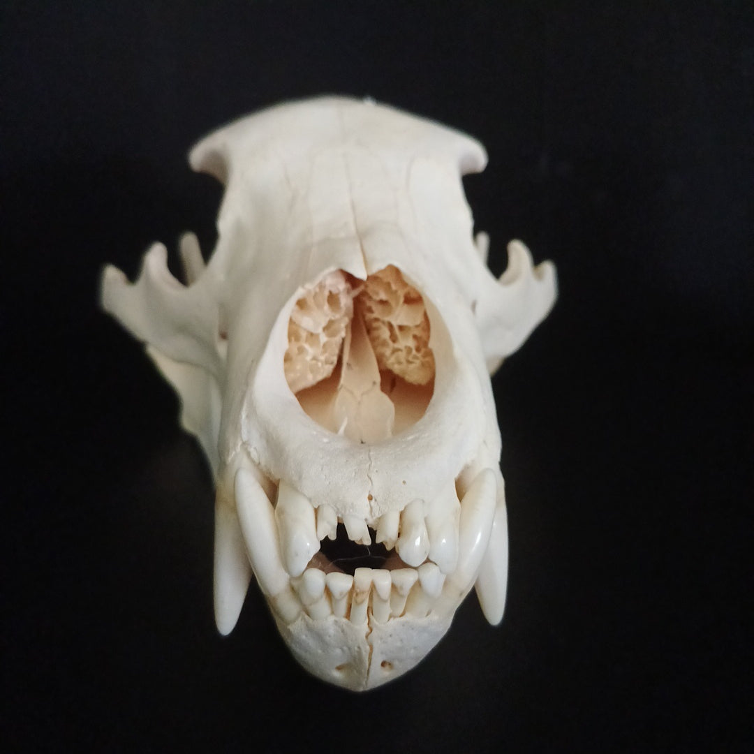 Black Bear skull