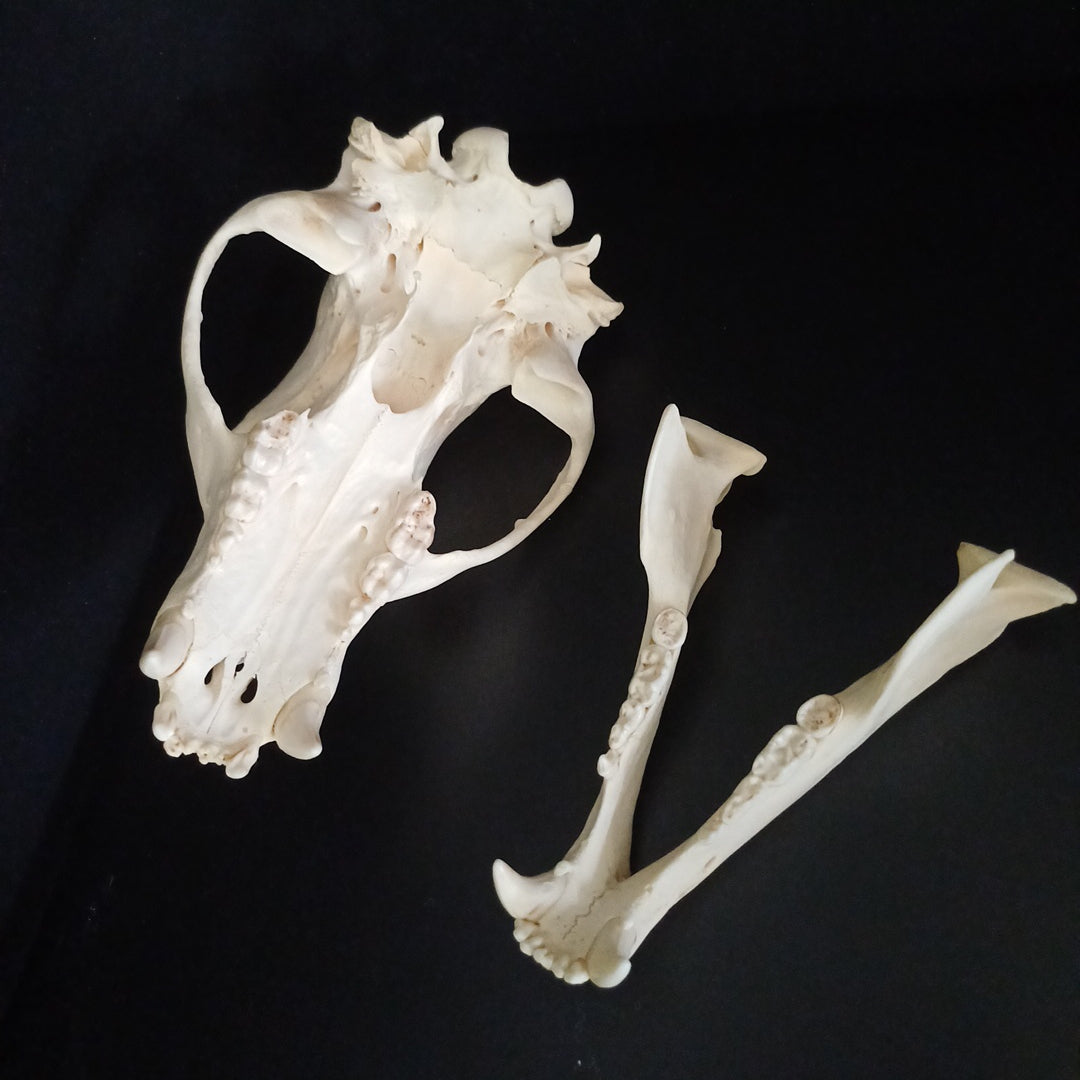 Black Bear skull