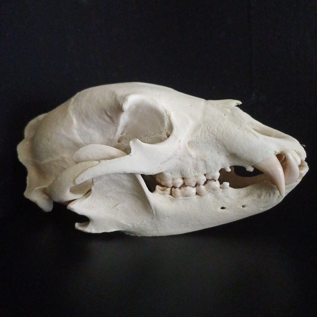 Black Bear skull