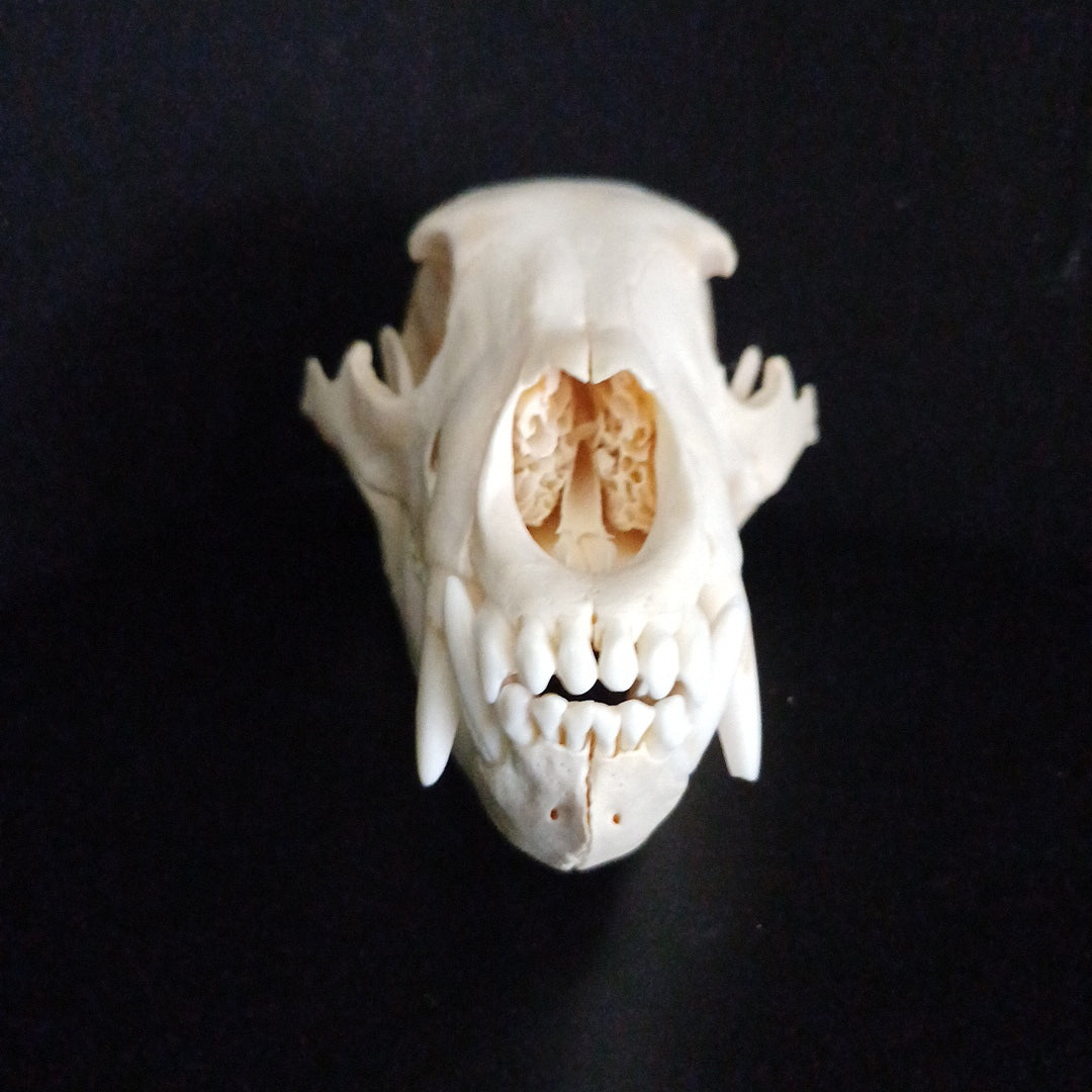 Black Bear skull