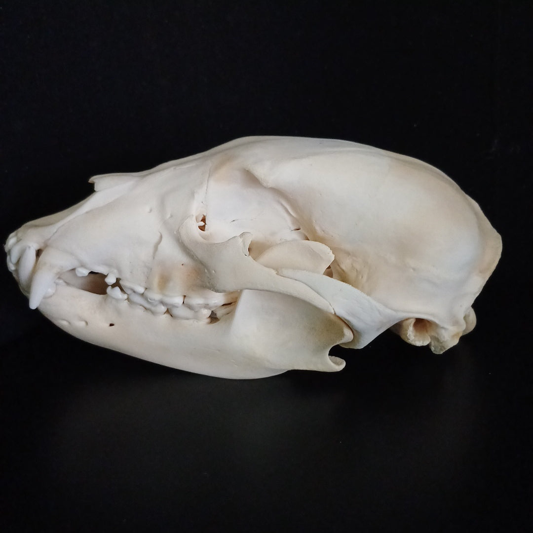 Black Bear skull