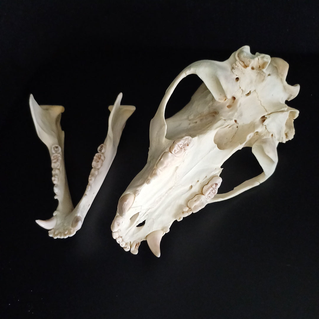 Black Bear skull