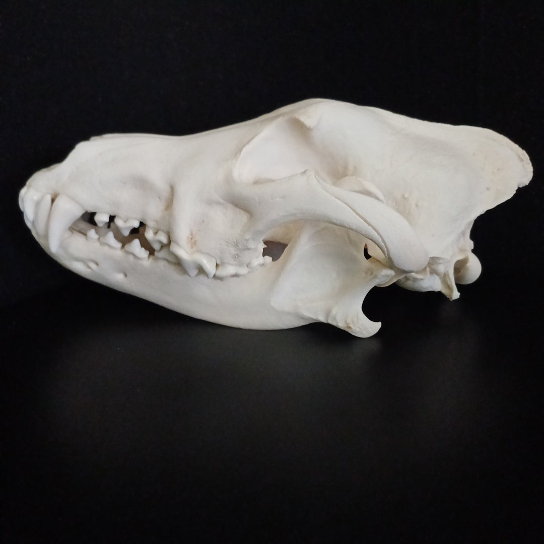 Large Timber Wolf Skull