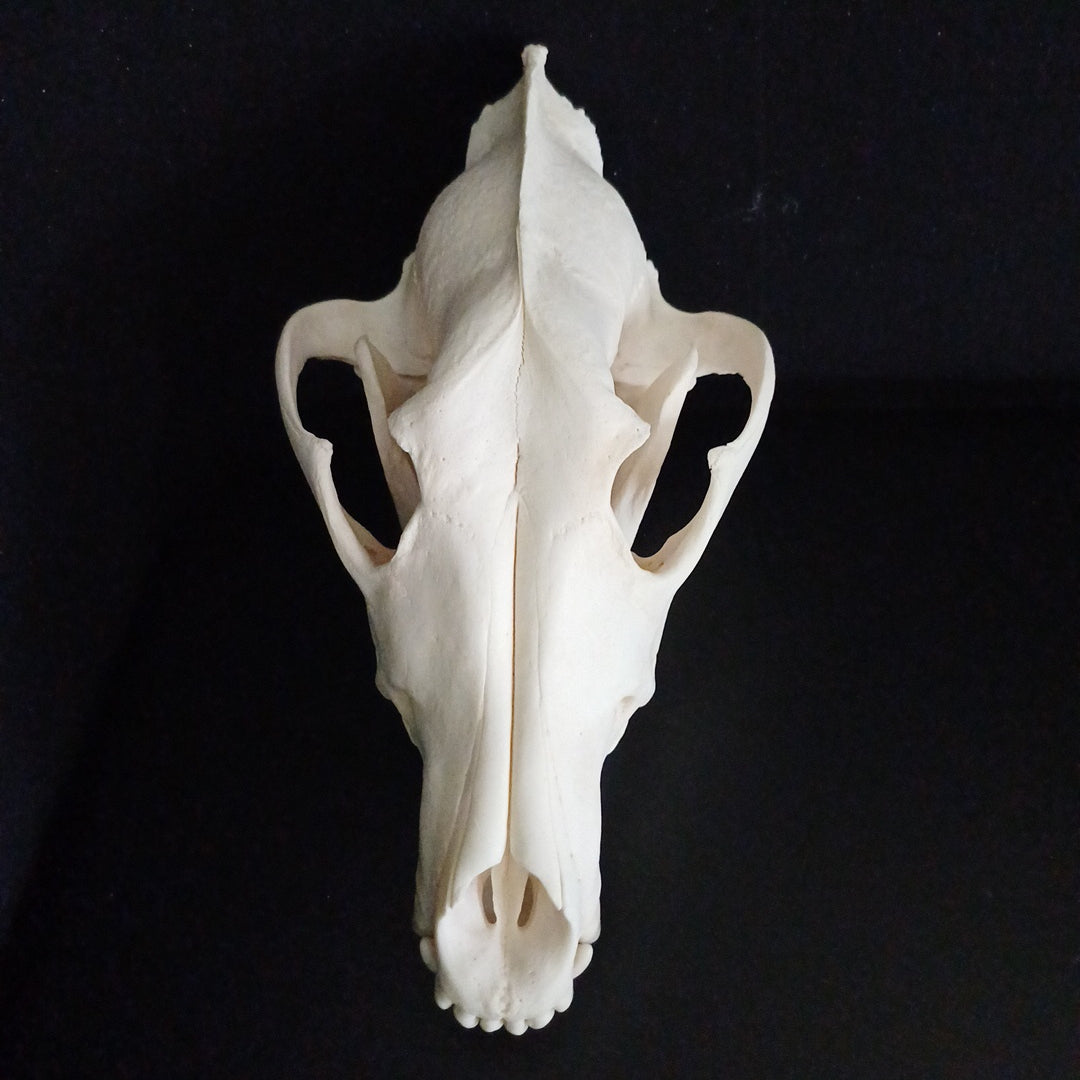 Large Timber Wolf Skull