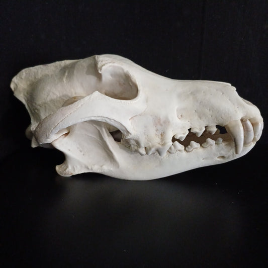Timber Wolf Skull