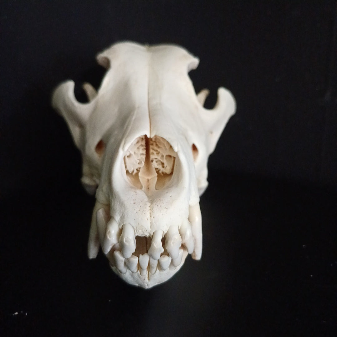 Timber Wolf Skull