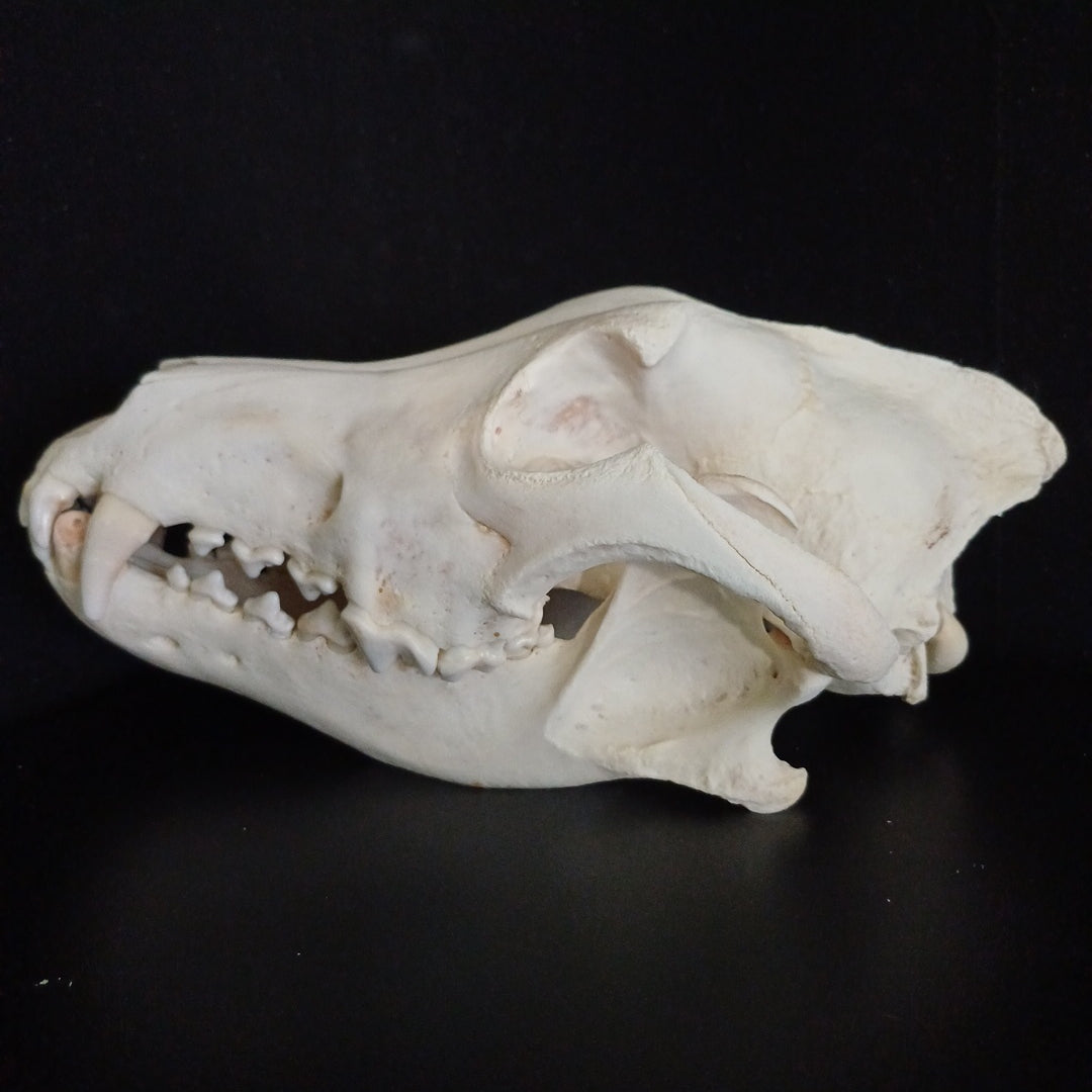 Timber Wolf Skull