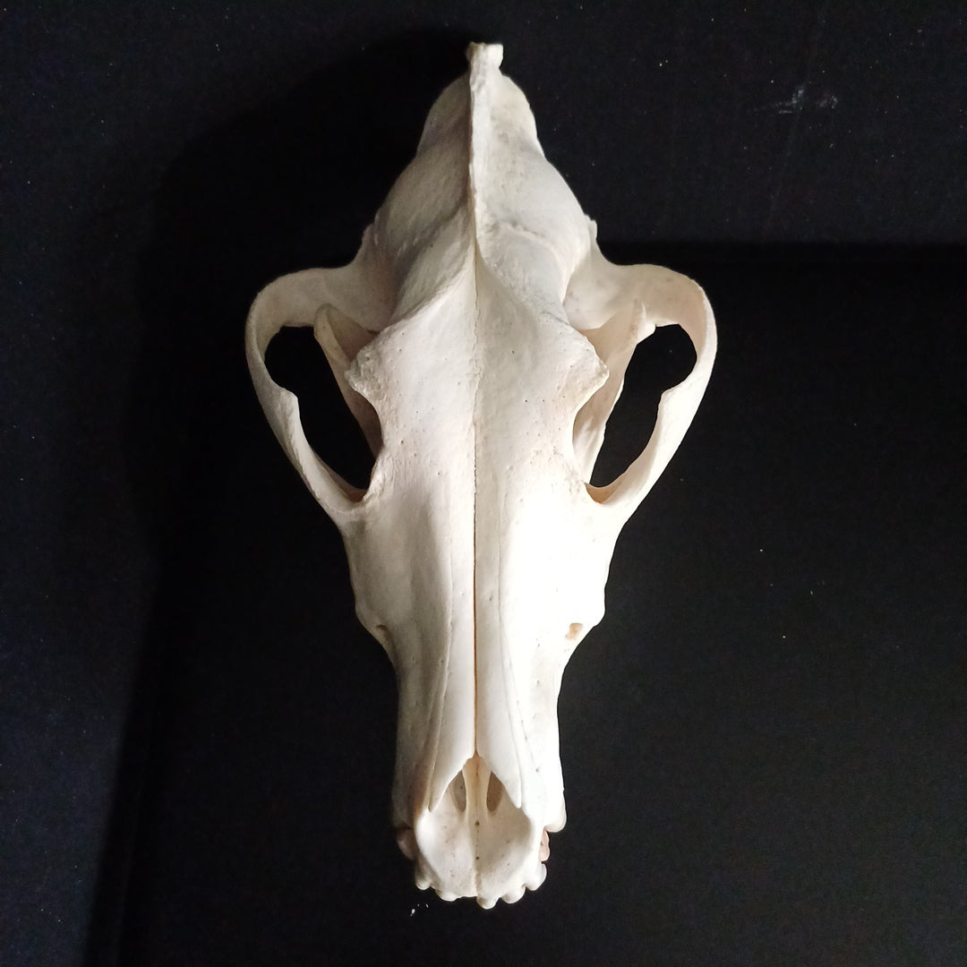 Timber Wolf Skull