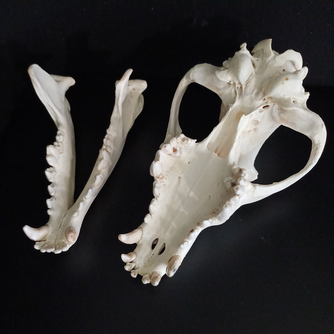 Timber Wolf Skull