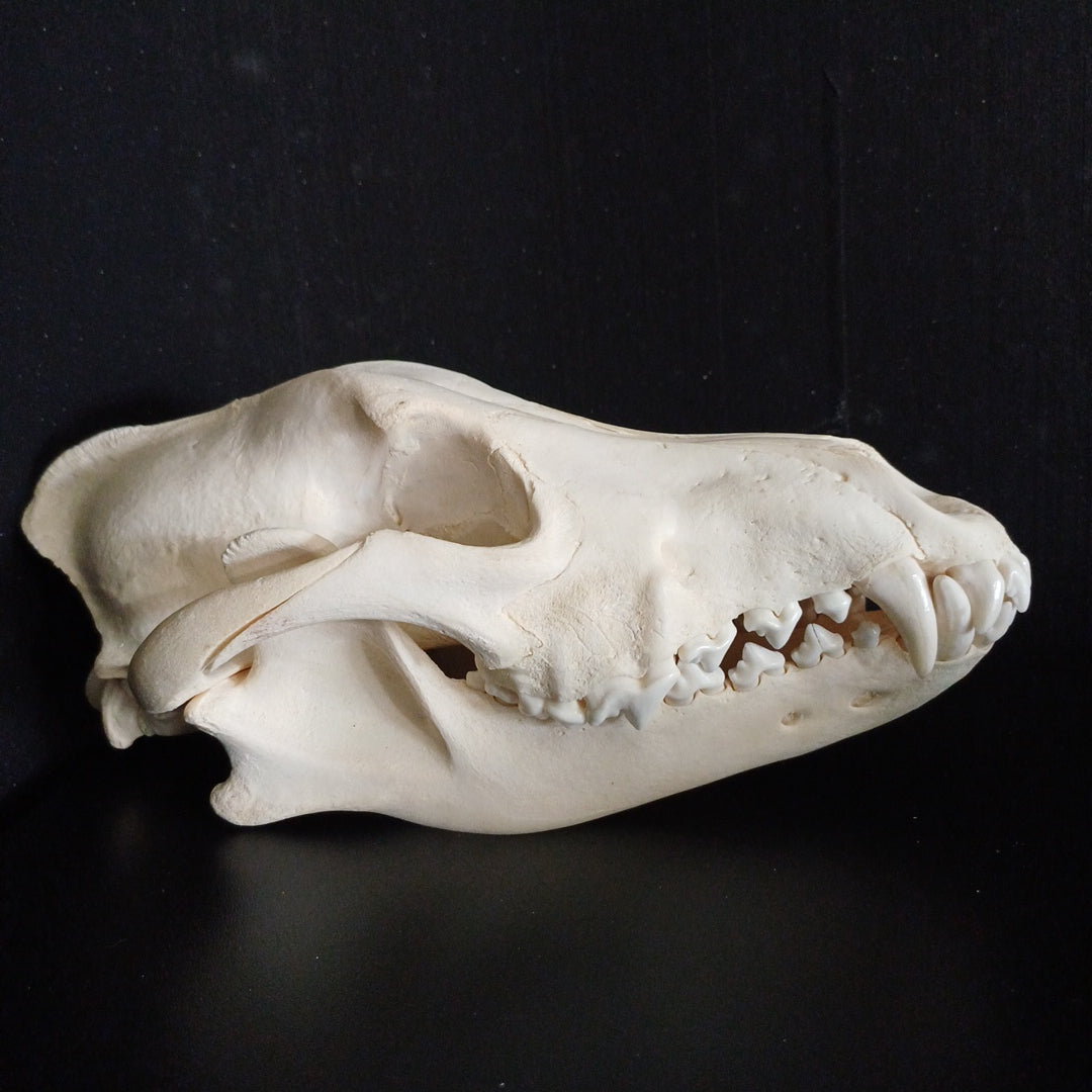 Timber Wolf Skull