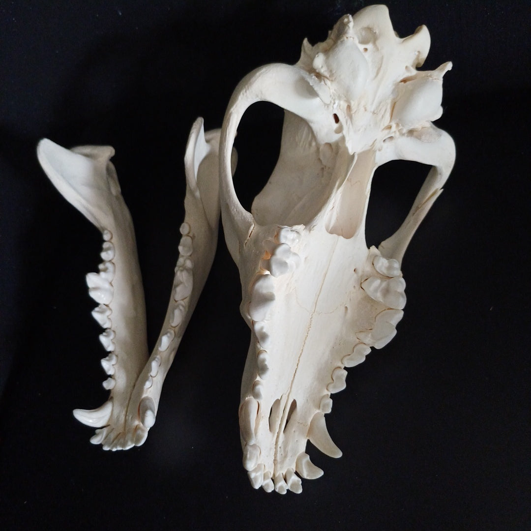 Timber Wolf Skull