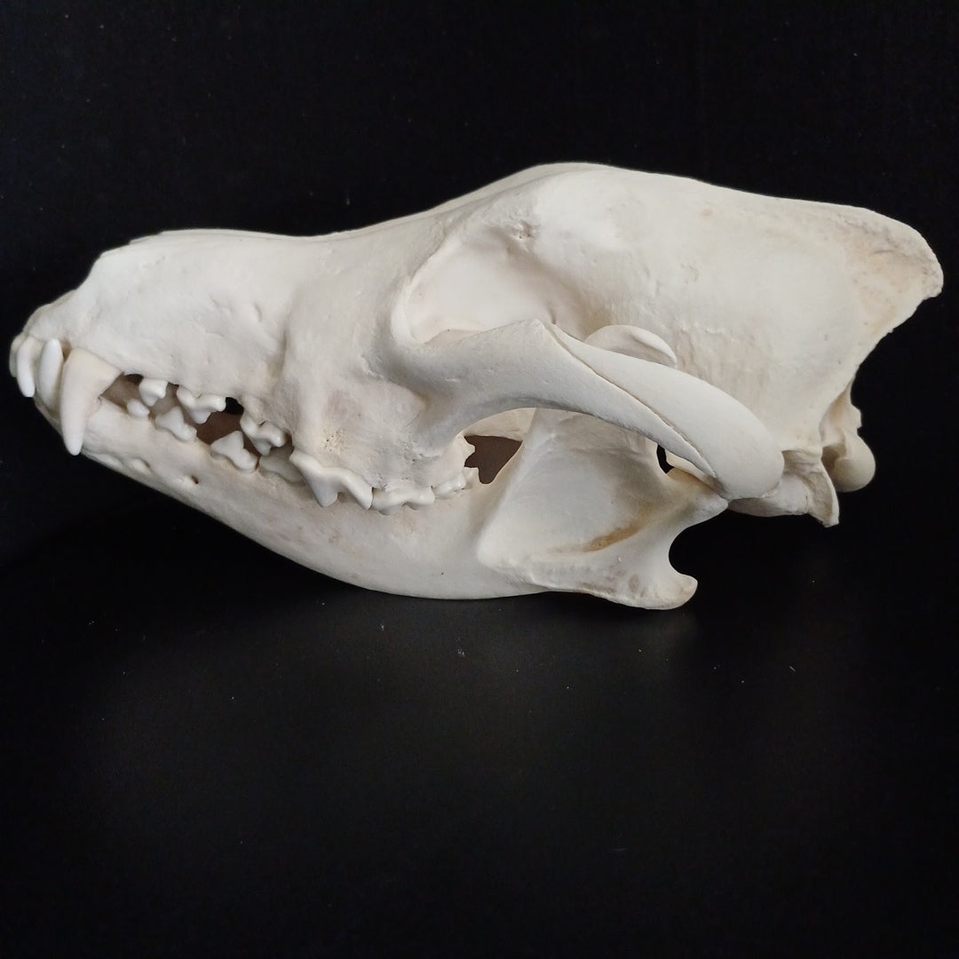 Timber Wolf Skull