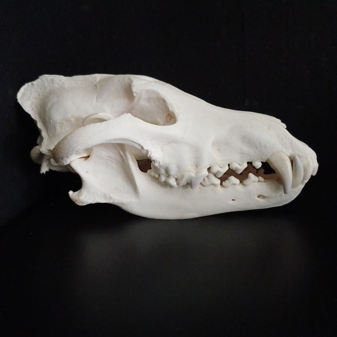 Large Timber Wolf Skull