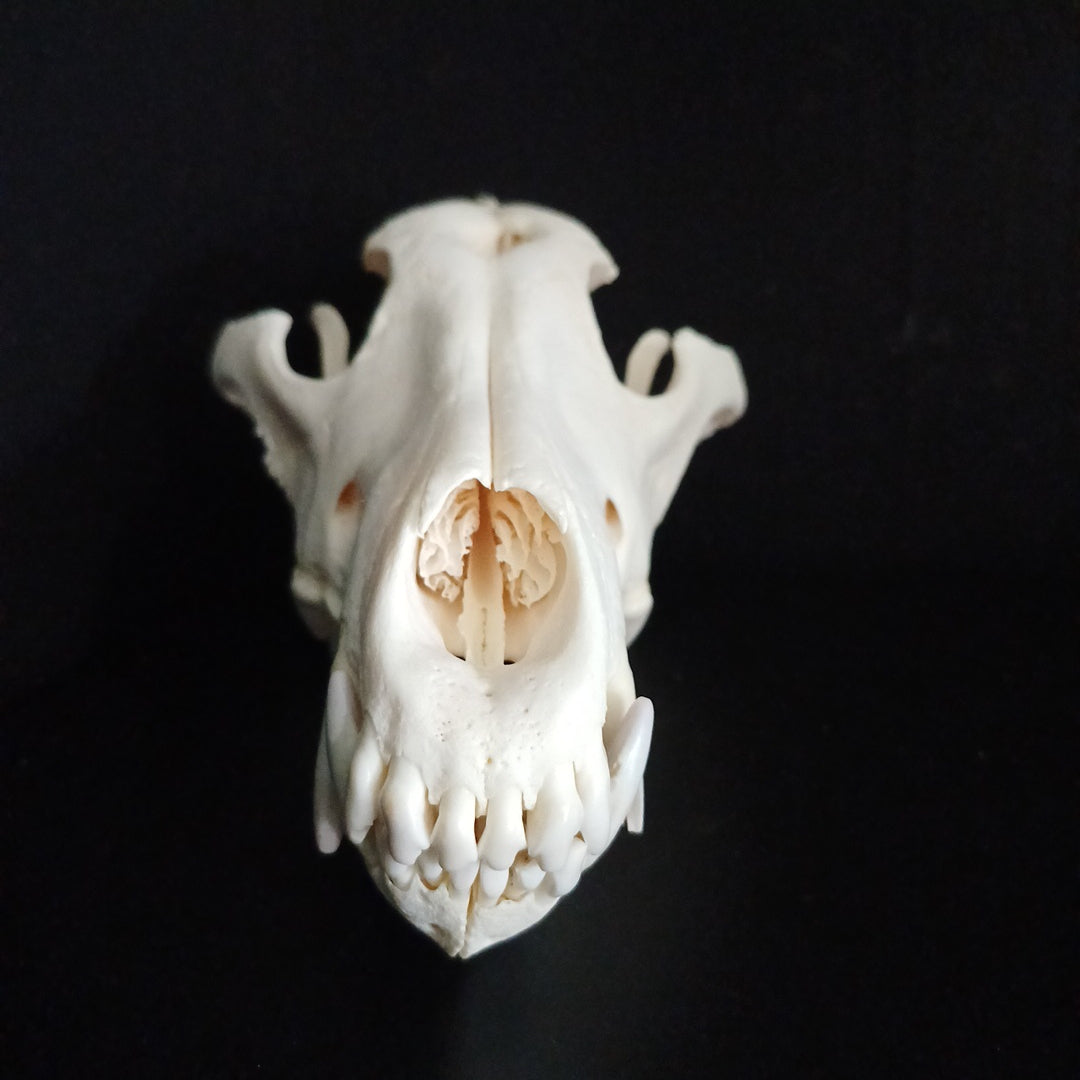 Large Timber Wolf Skull