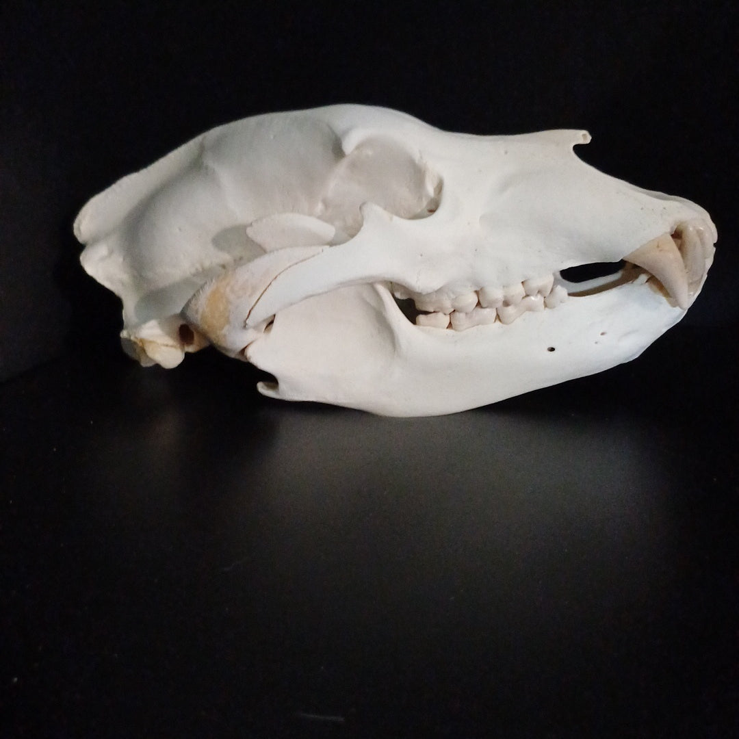 Grizzly Bear skull