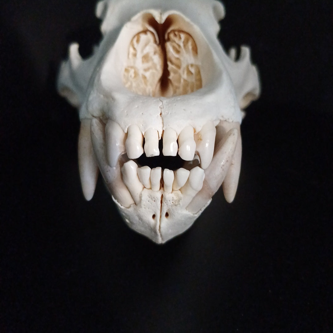 Grizzly Bear skull