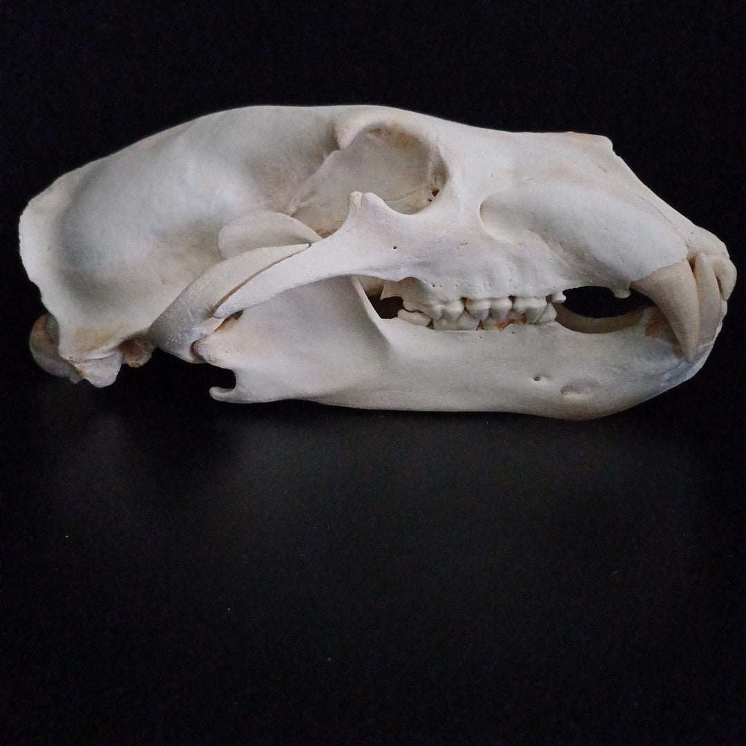 Polar Bear skull