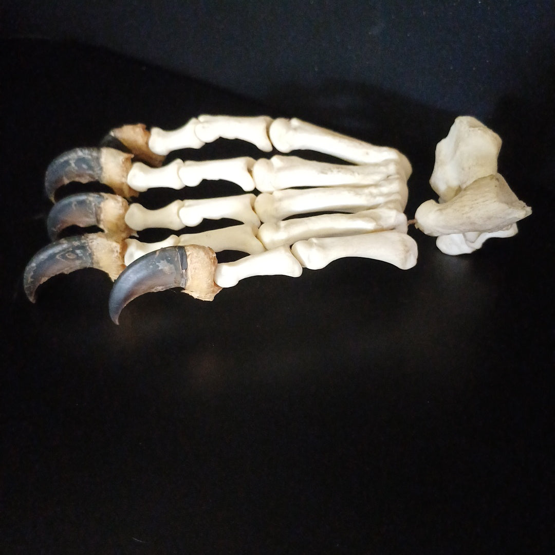 Black Bear articulated paw (CITES)