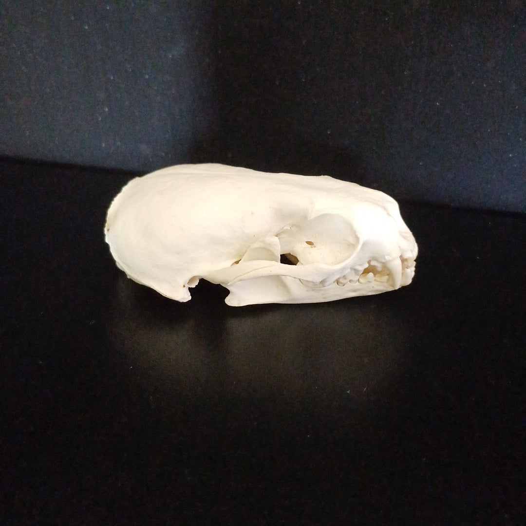 North American River Otter Skull (CITES)