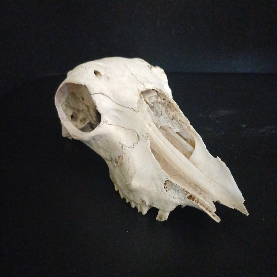 Craft sheep skull