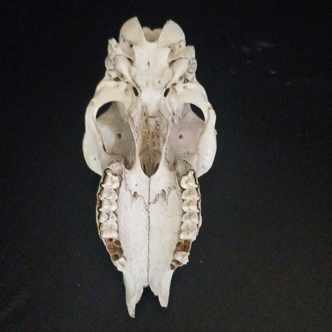 Craft sheep skull