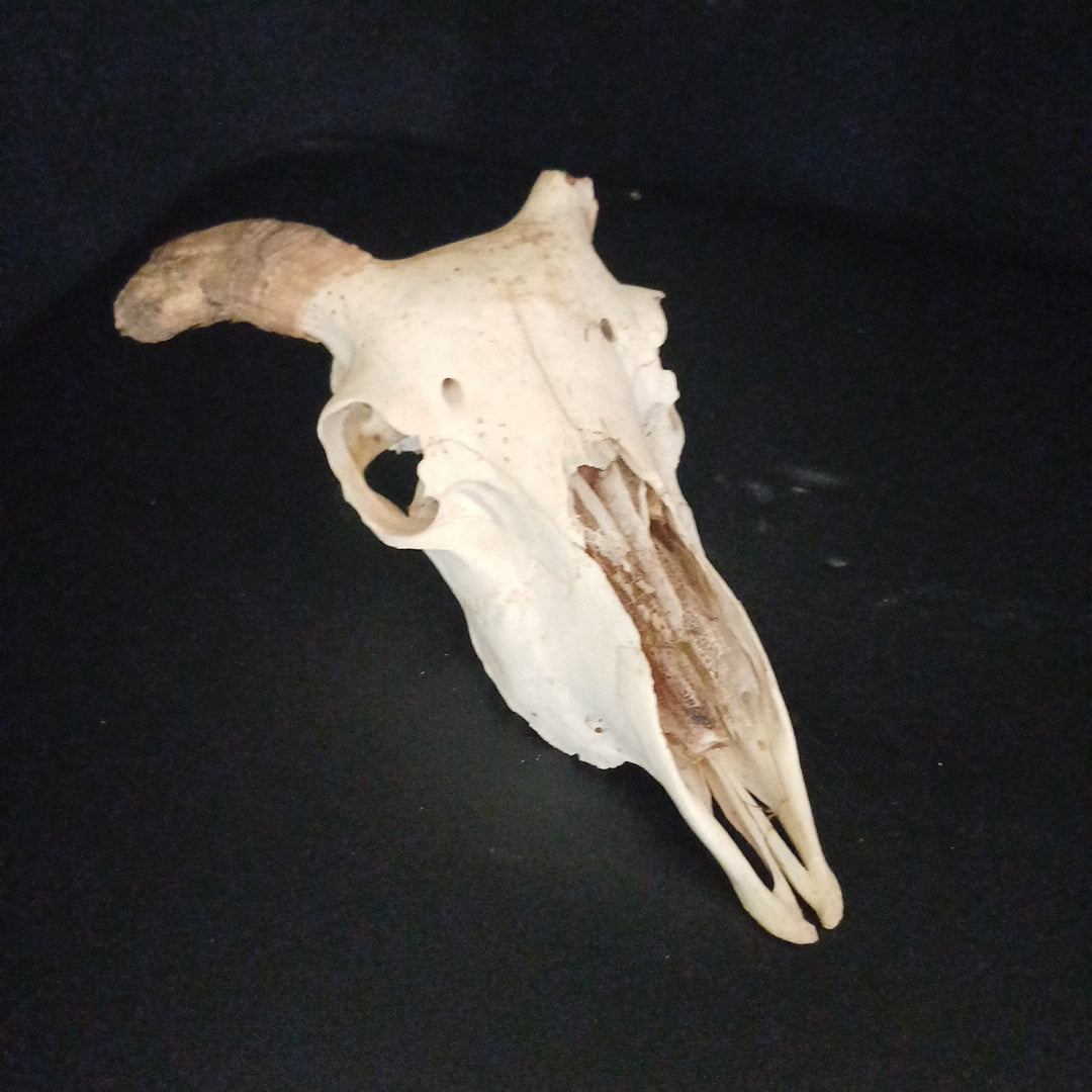 Craft goat skull