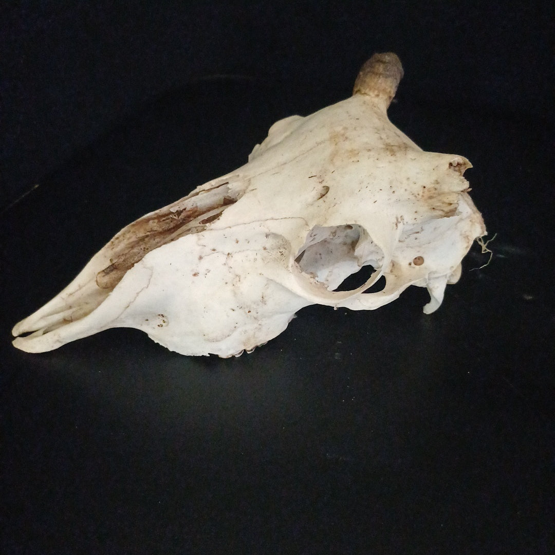 Craft goat skull