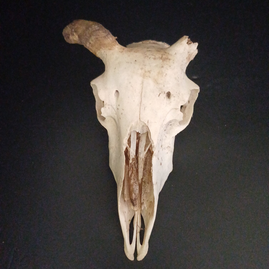 Craft goat skull