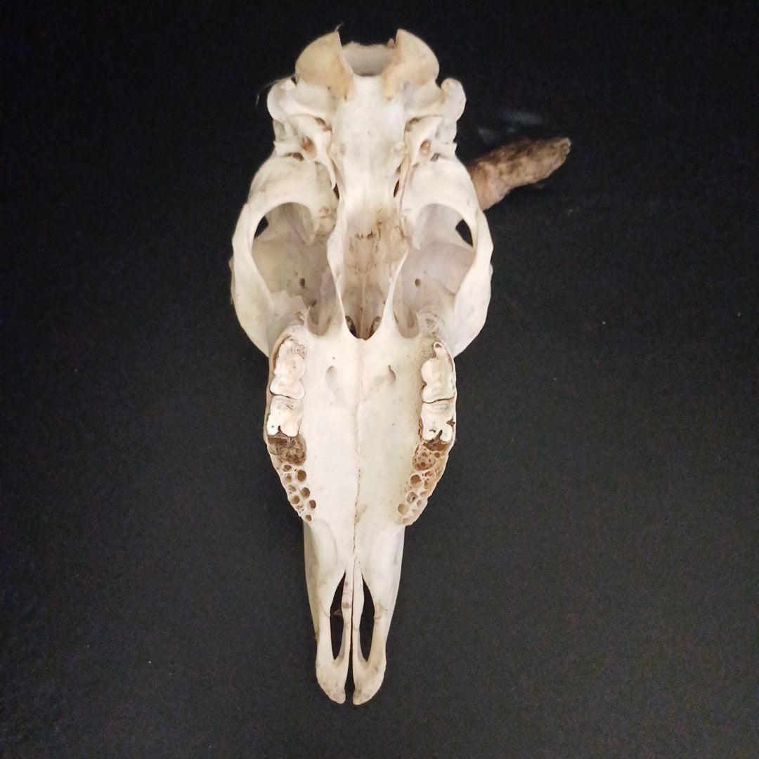 Craft goat skull