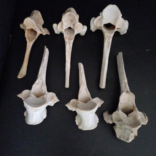 6 x mixed craft vertebrae