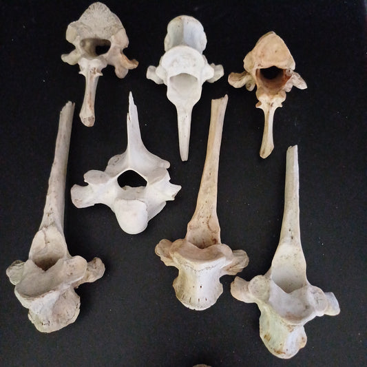 7 x mixed craft vertebrae
